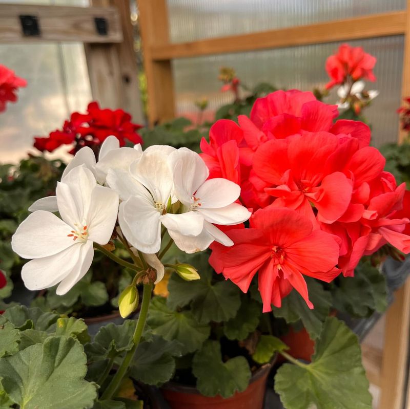 Geraniums