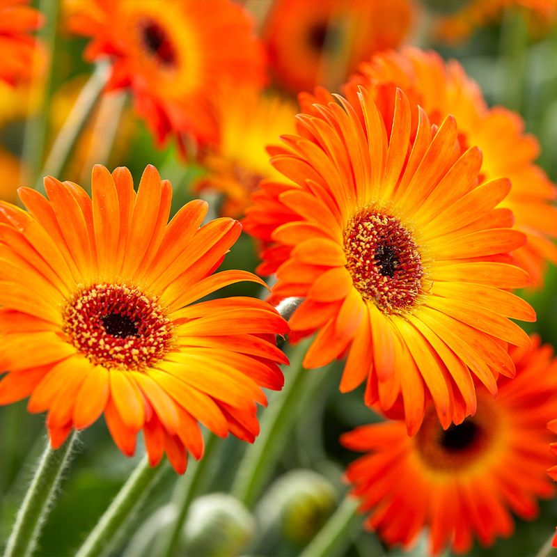 Gerbera Daisies