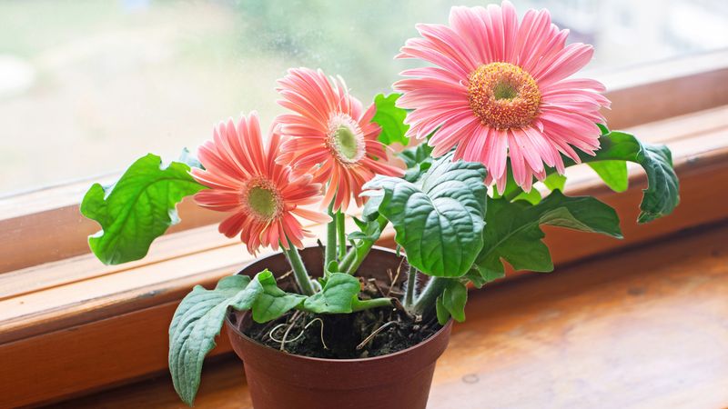 Gerbera Daisy