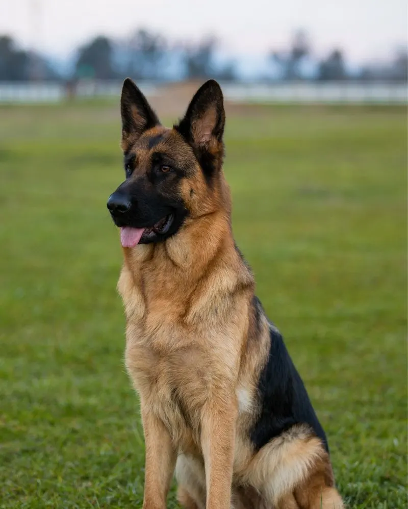 German Shepherd