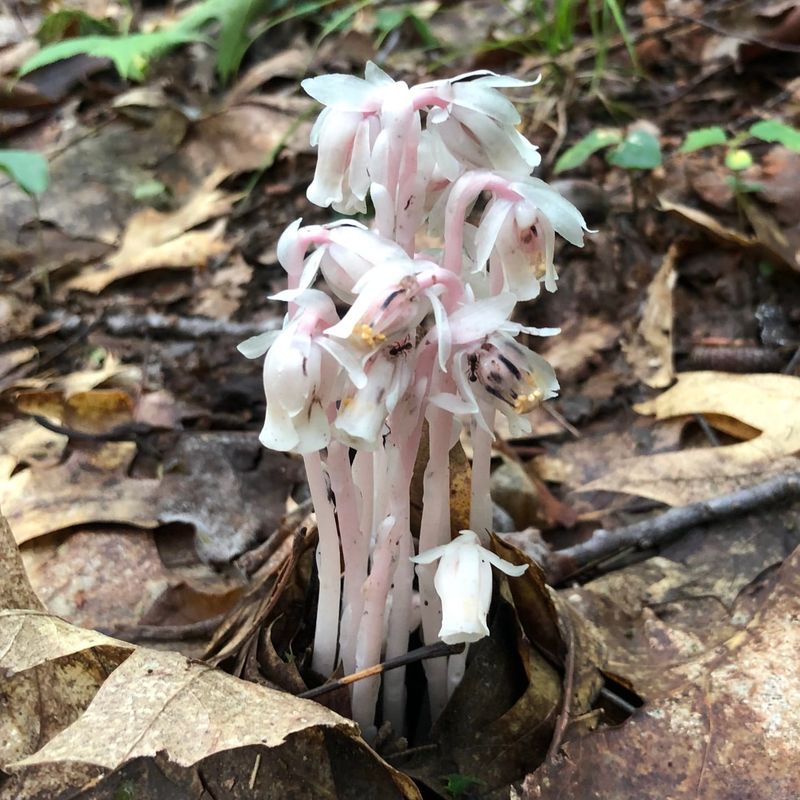 Ghost Plant