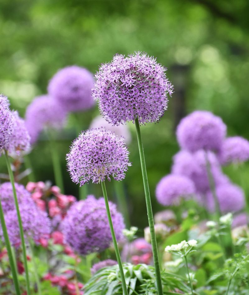 Giant Allium