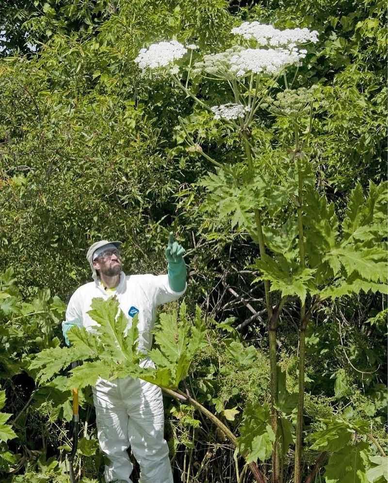 Giant Hogweed