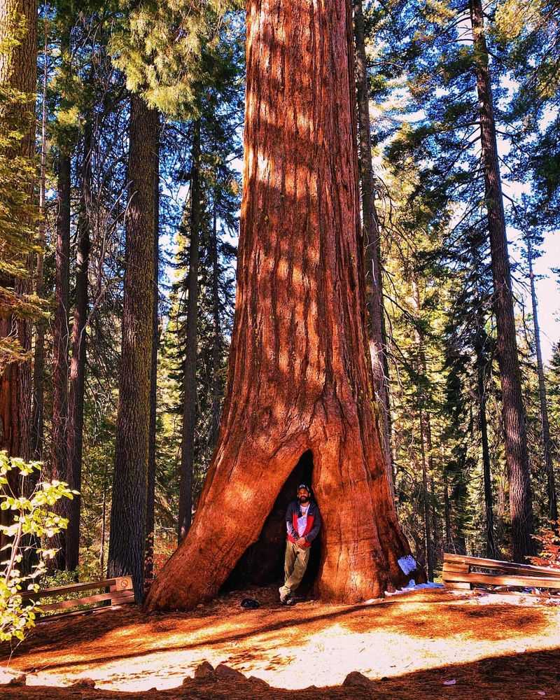 Giant Sequoia