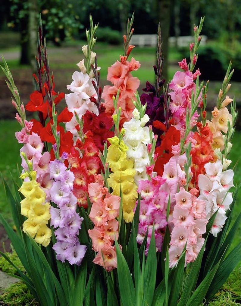 Gladiolus