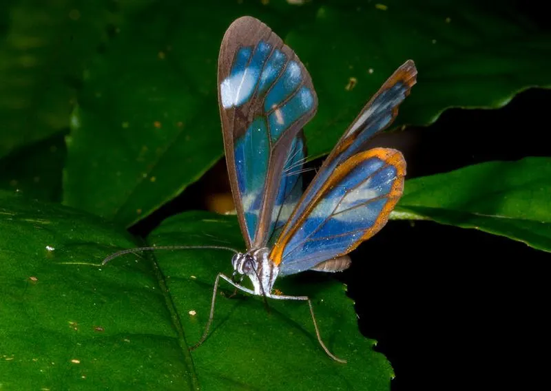 Glasswing