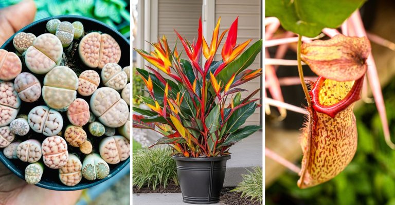 Go Beyond the Basics with These 12 Bold and Unique Plants