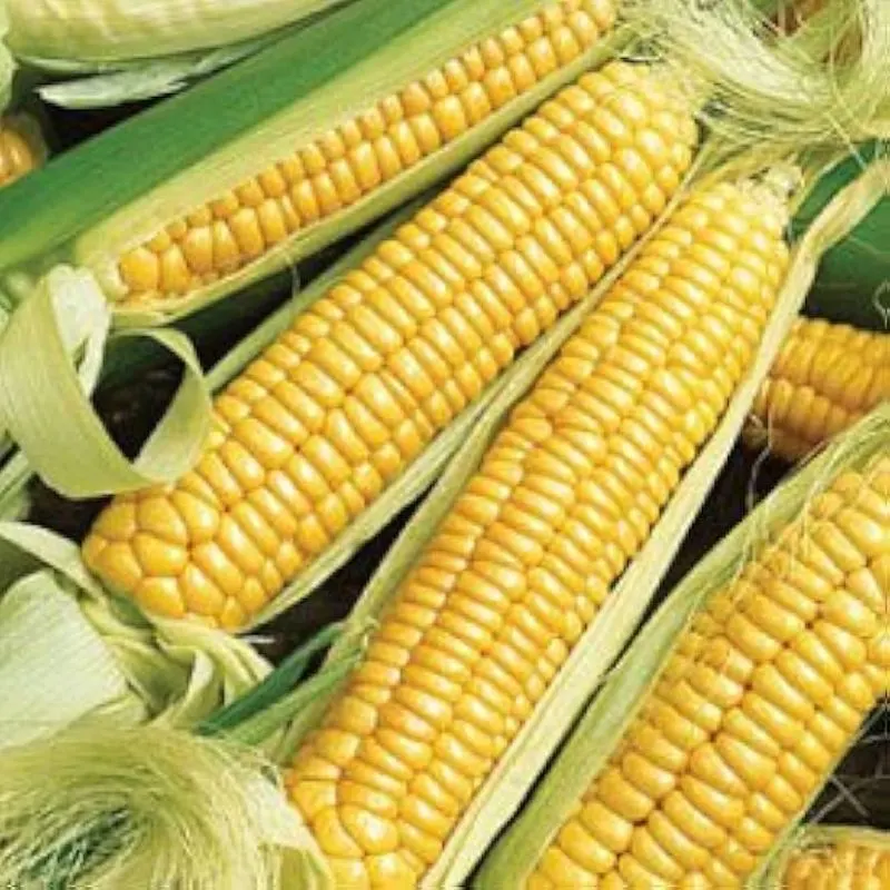 Golden Bantam Corn