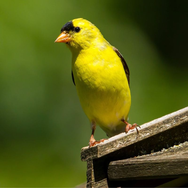 Goldfinch