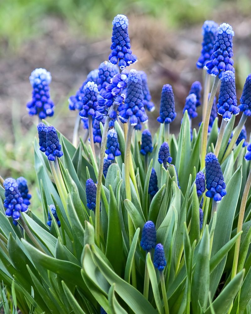 Grape Hyacinths