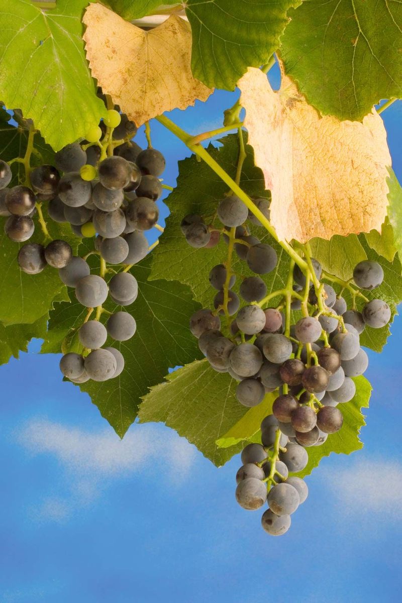 Grapes