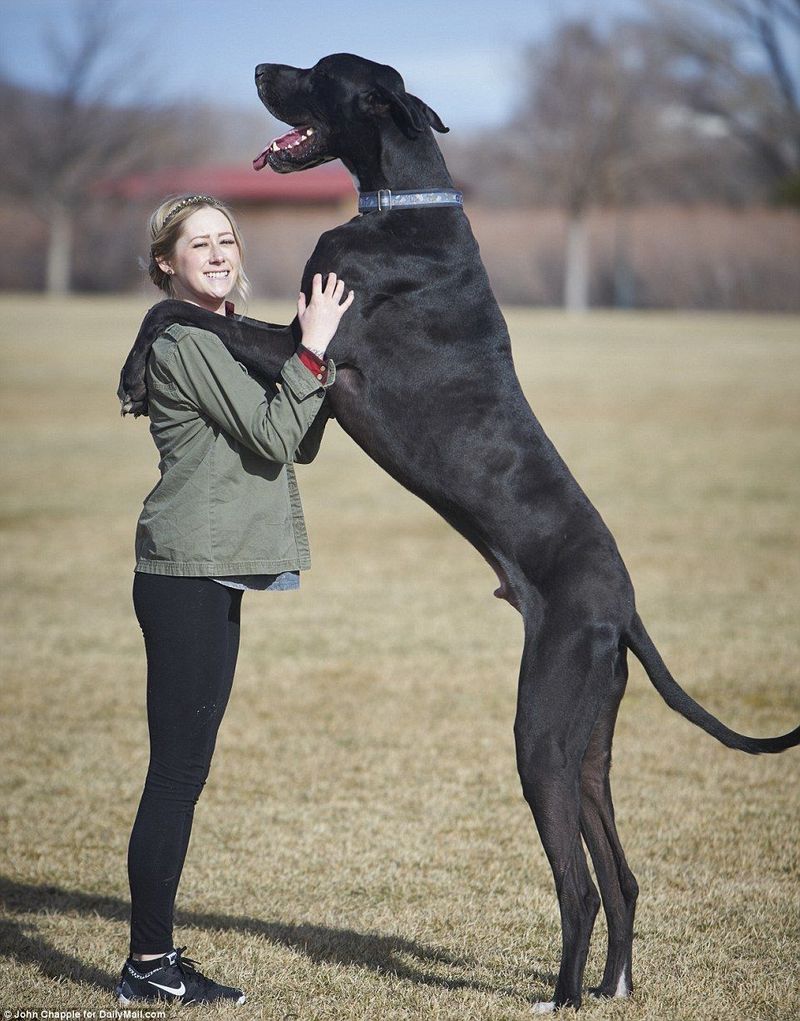 Great Dane