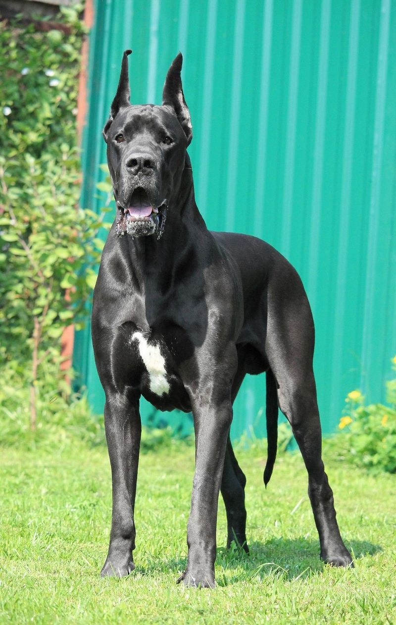 Great Dane