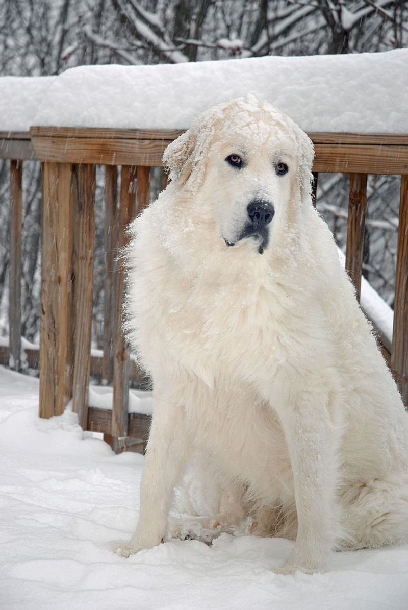 Great Pyrenees