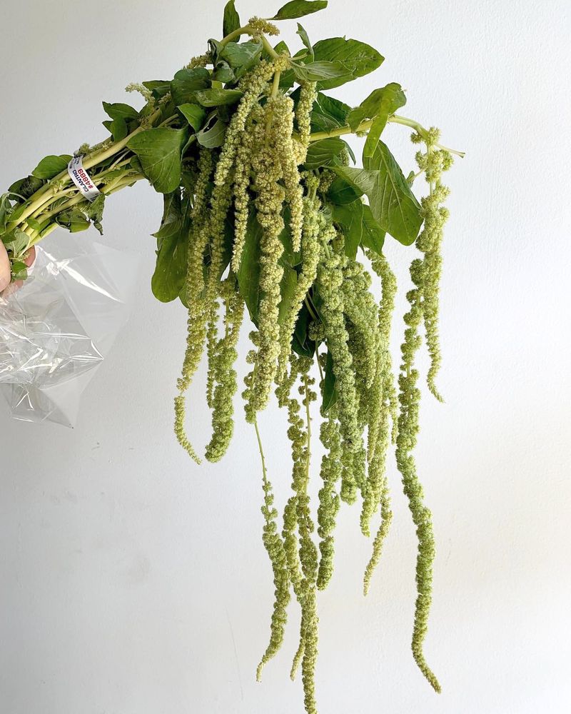 Green Amaranthus