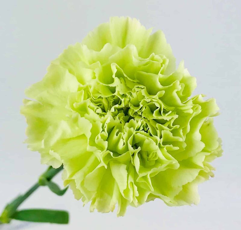 Green Carnation