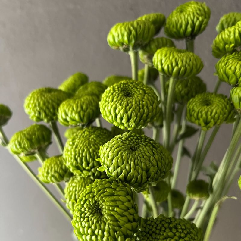 Green Chrysanthemum