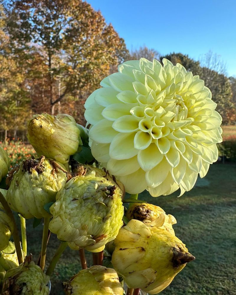 Green Dahlia