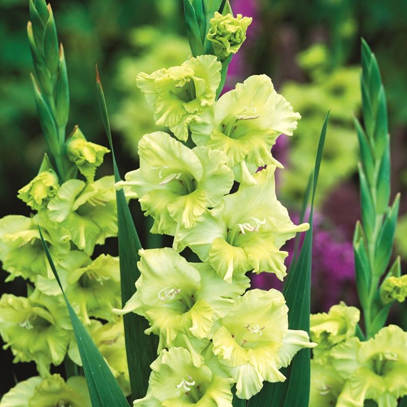 Green Gladiolus