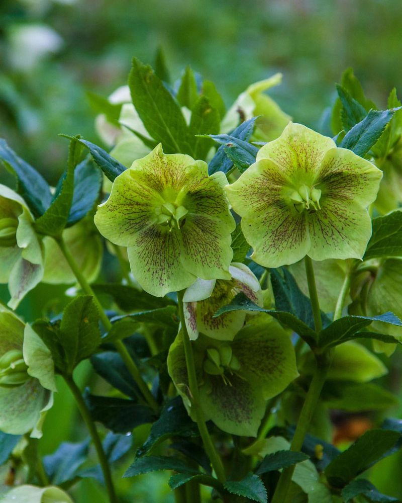 Green Hellebores