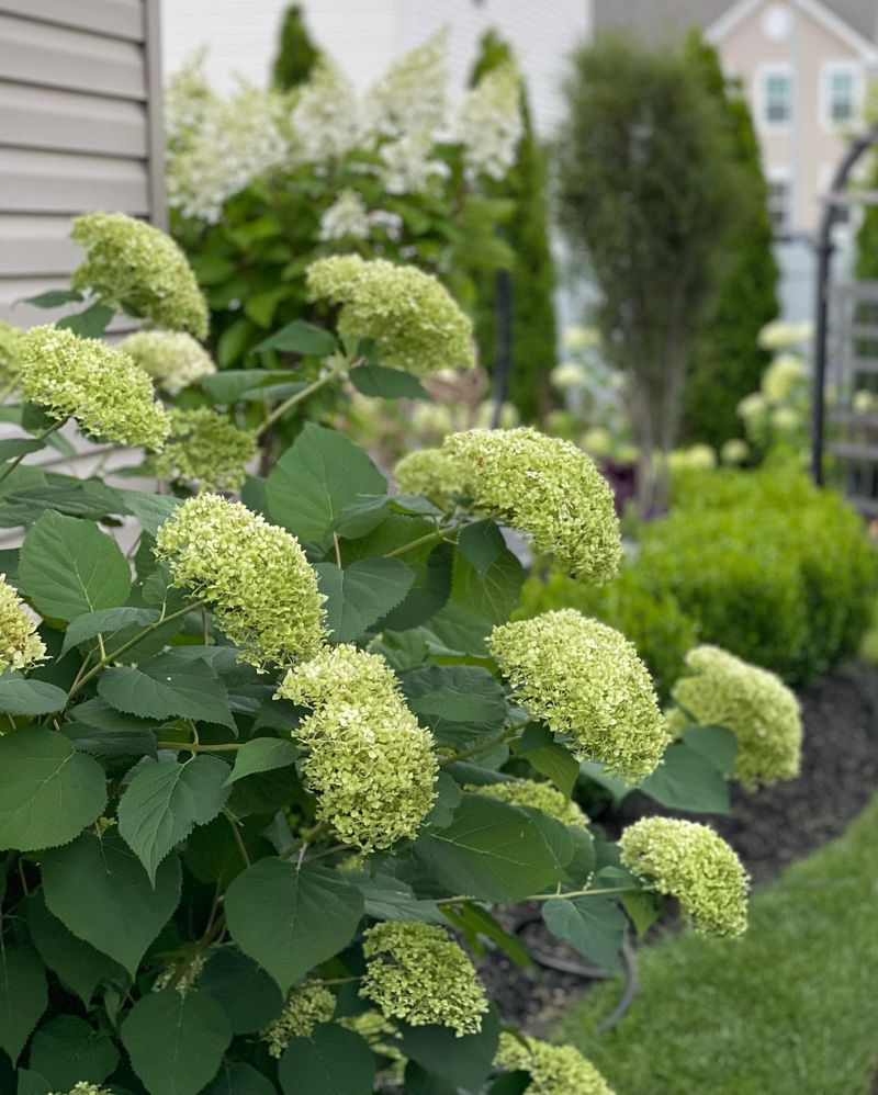 Green Hydrangea