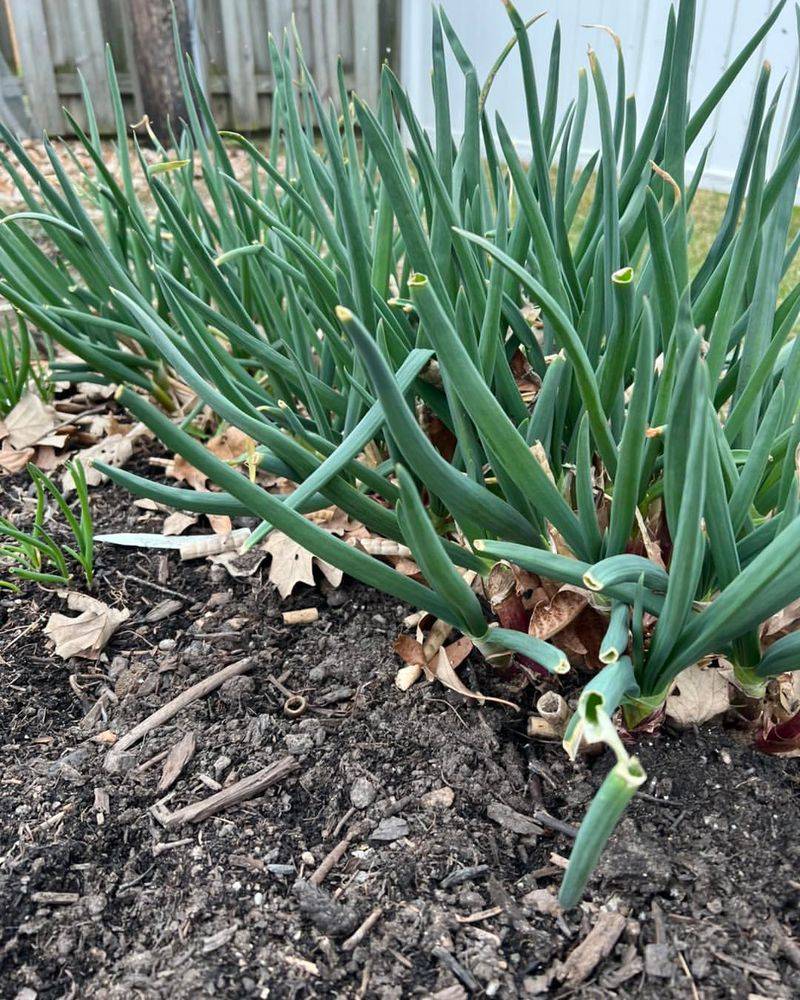 Green Onions