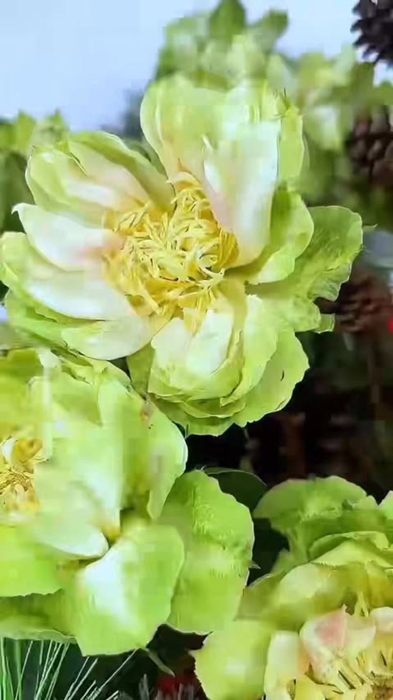 Green Rose