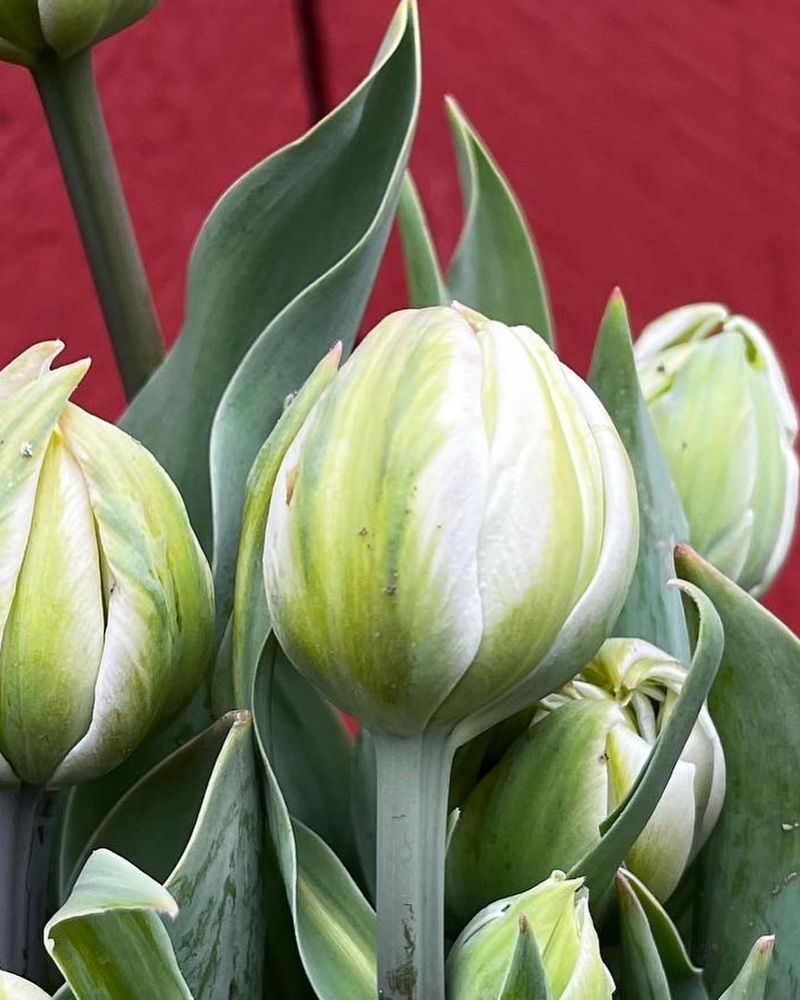 Green Tulip