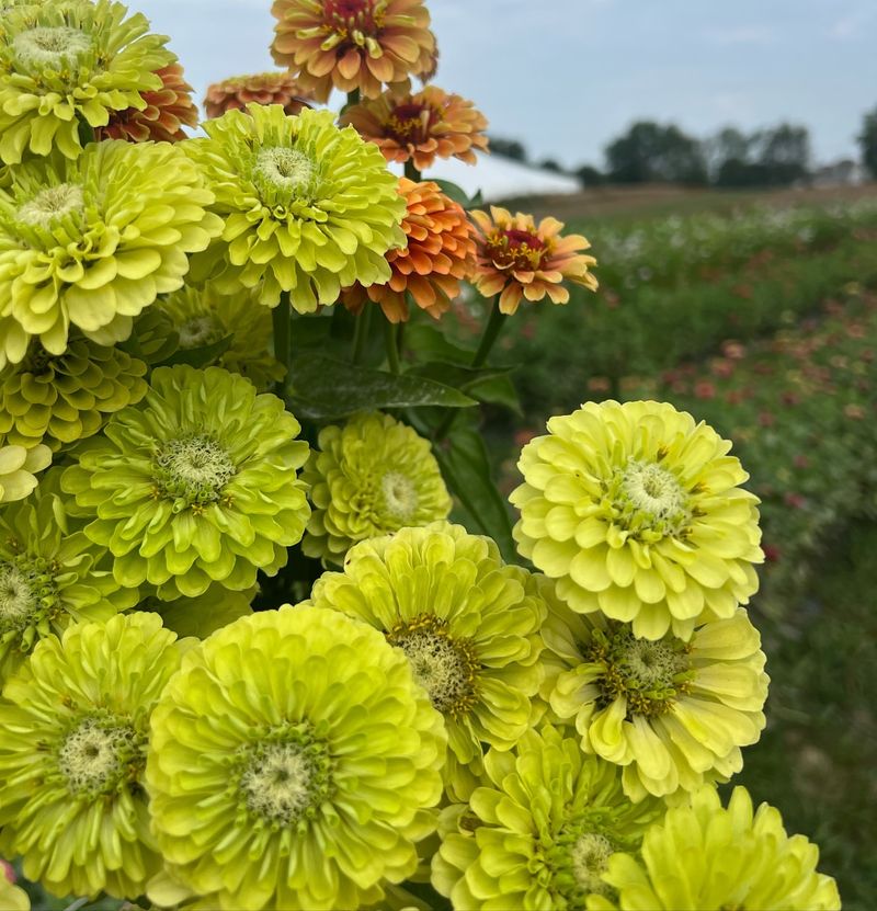 Green Zinnia