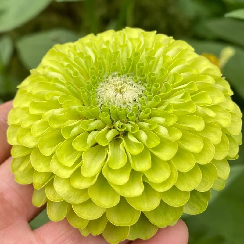 Green Zinnia