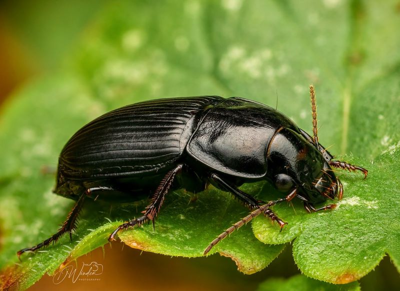 Ground Beetles