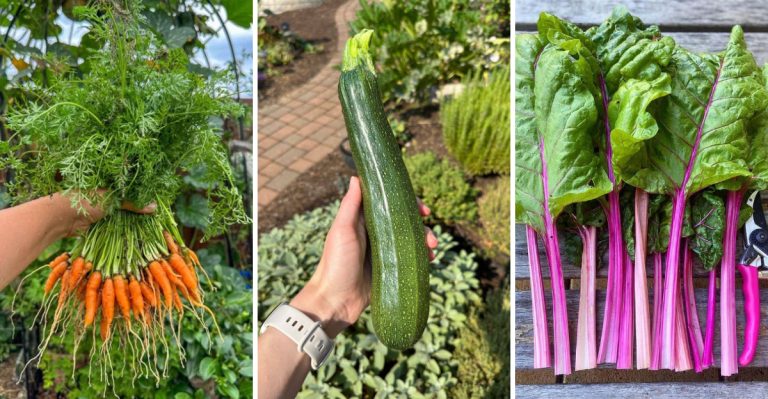 Grow These 14 Vegetables for a Quick Harvest in 20 to 50 Days