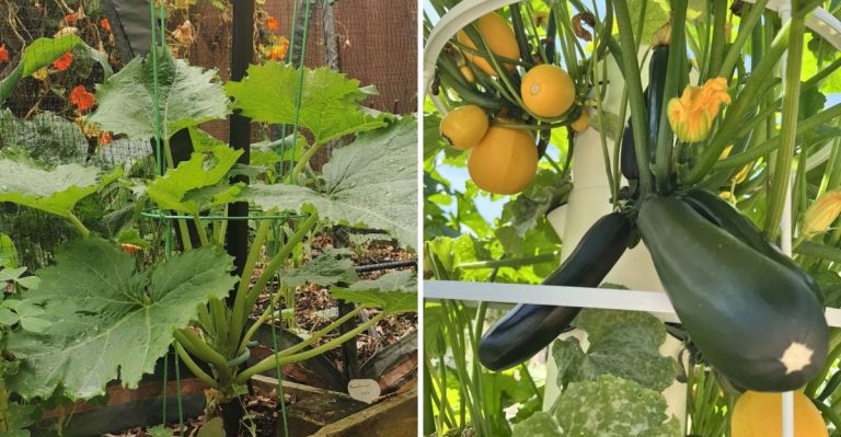 Grow Zucchini Vertically to Save Space And Boost Harvests