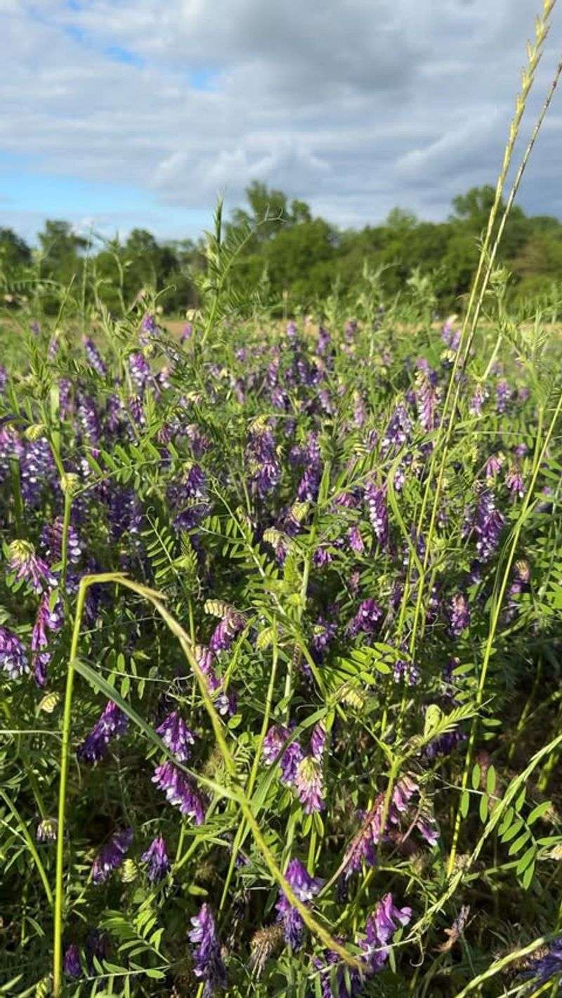 Hairy Vetch