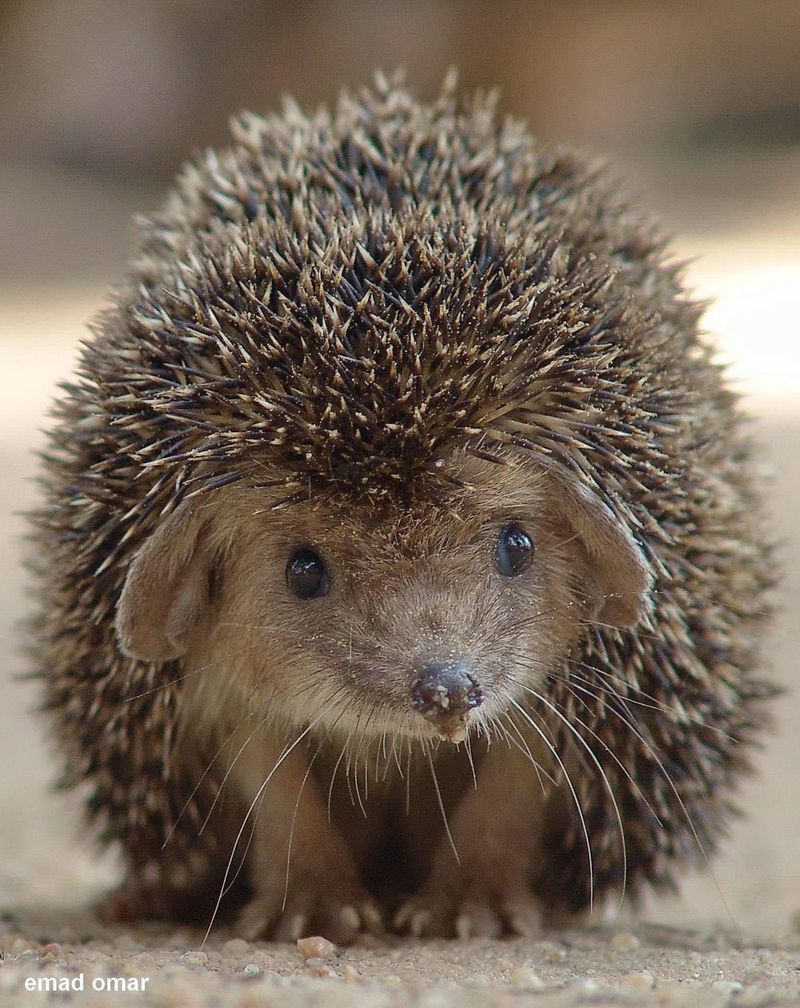 Hedgehog