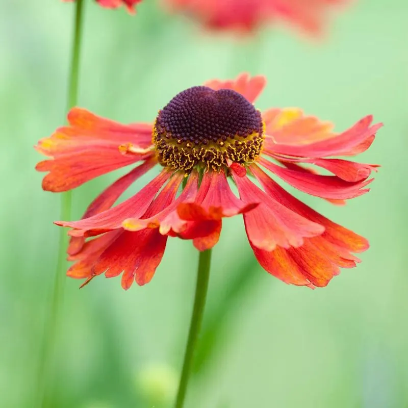 Helenium 'Moerheim Beauty'