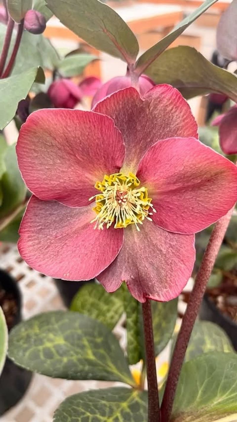 Hellebores