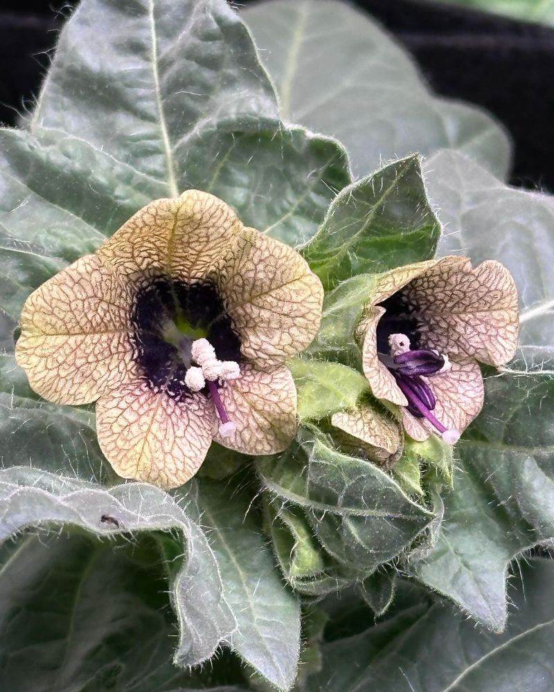 Henbane