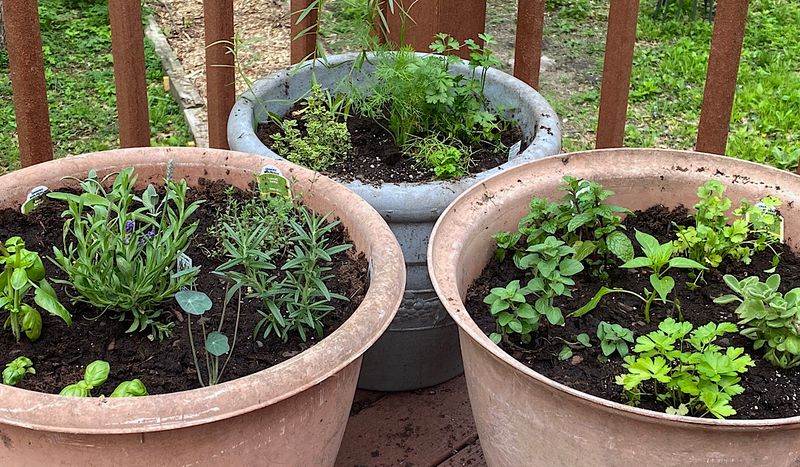 Herbs (Basil, Thyme, Mint)