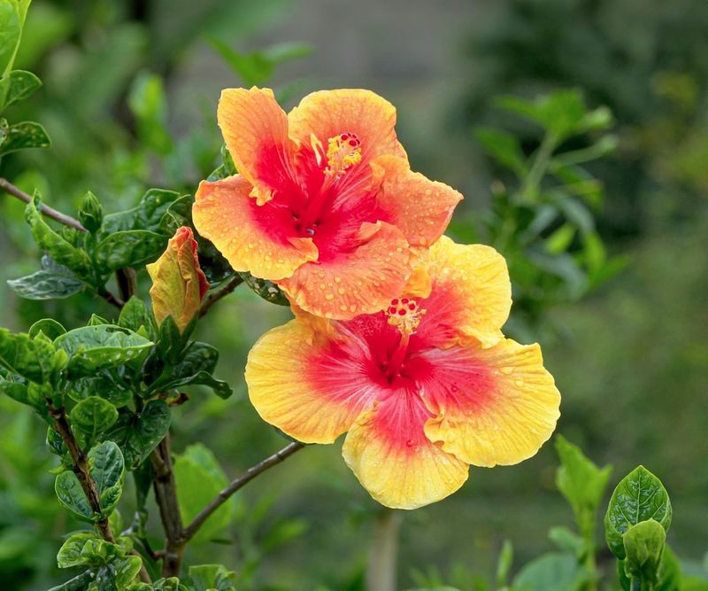 Hibiscus