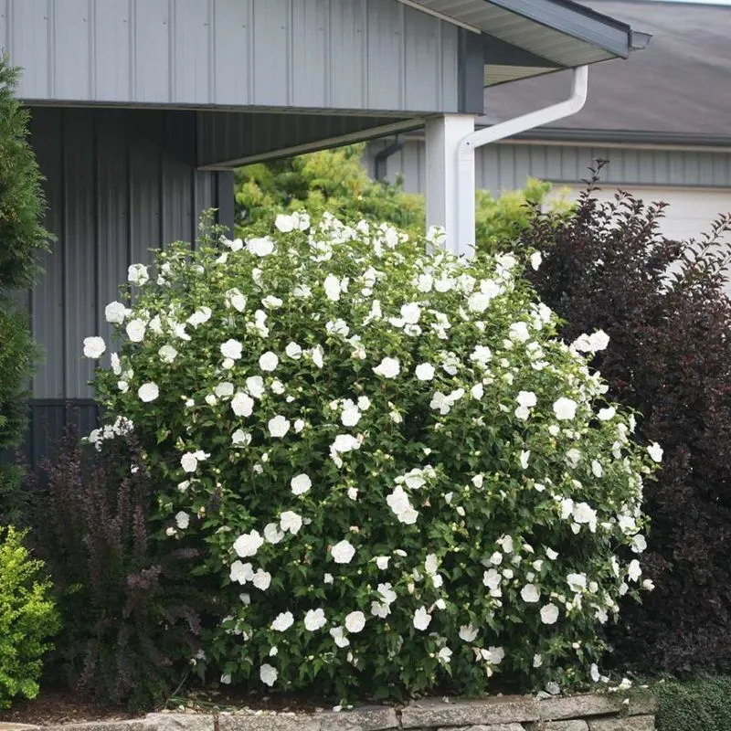 Hibiscus 'White Chiffon'