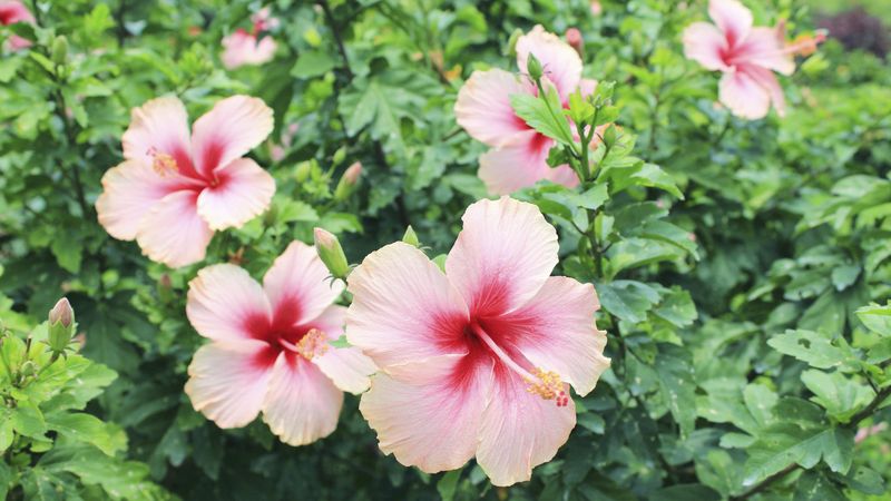 Hibiscus