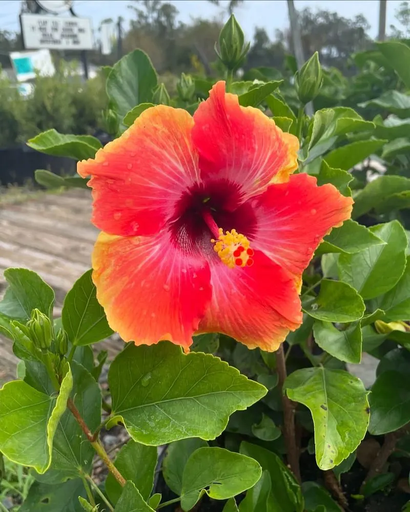 Hibiscus