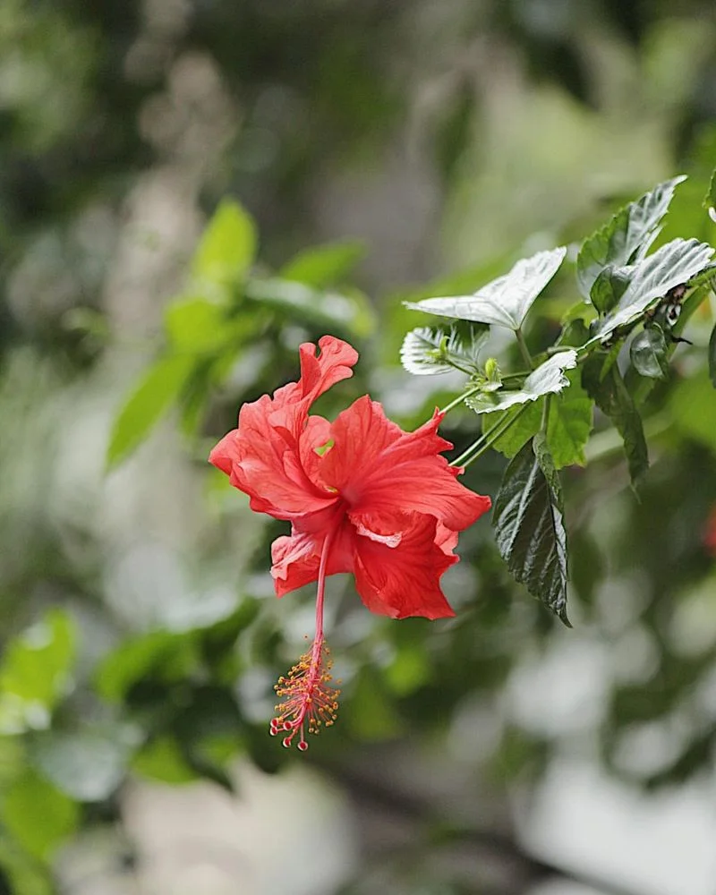 Hibiscus