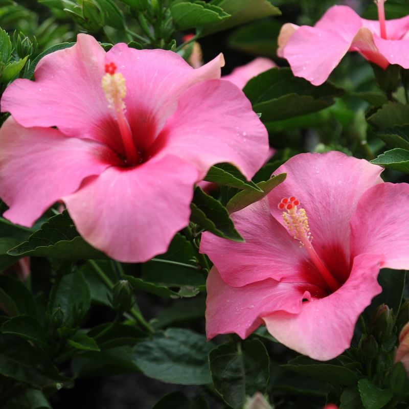 Hibiscus (Hibiscus rosa-sinensis)