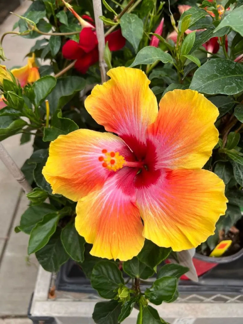 Hibiscus