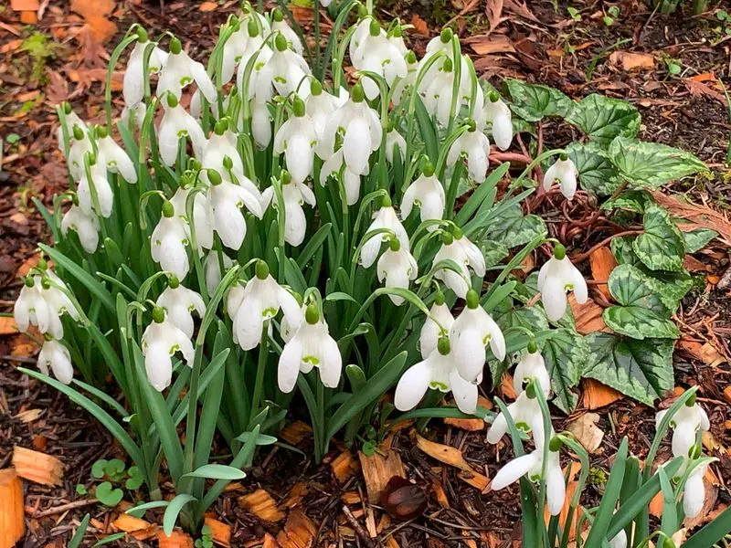 Holly and Snowdrops