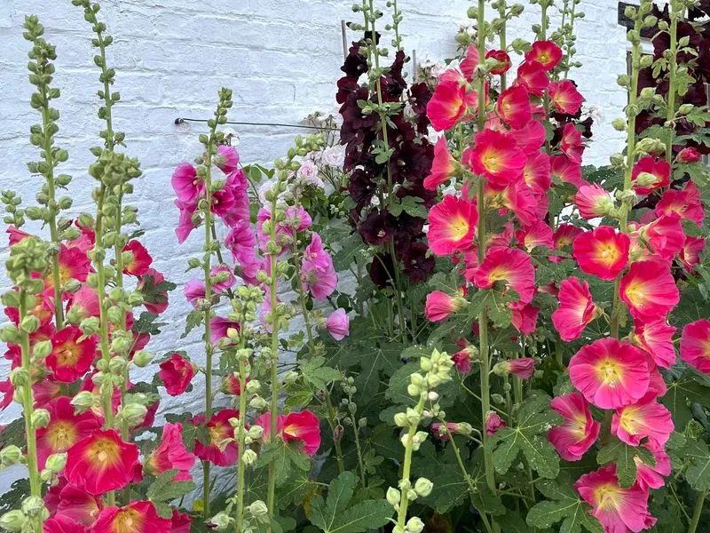 Hollyhocks