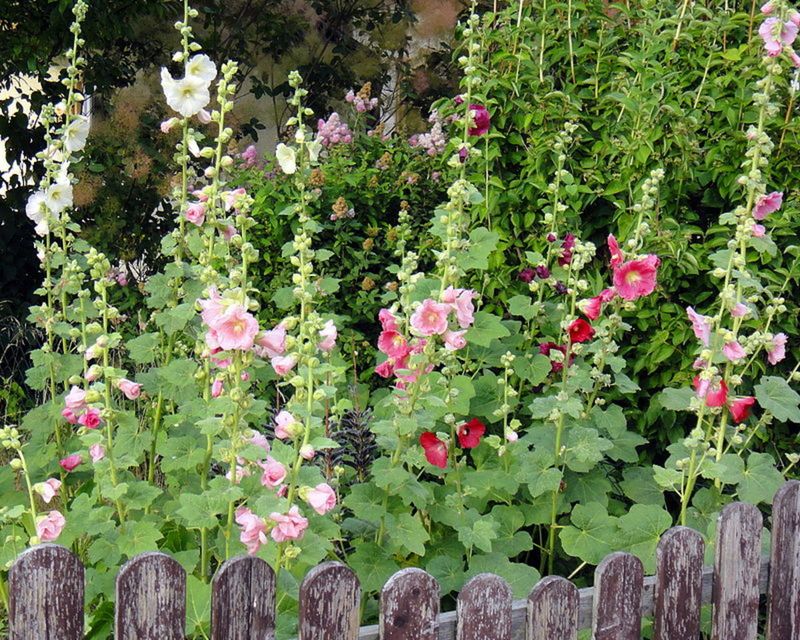 Hollyhocks