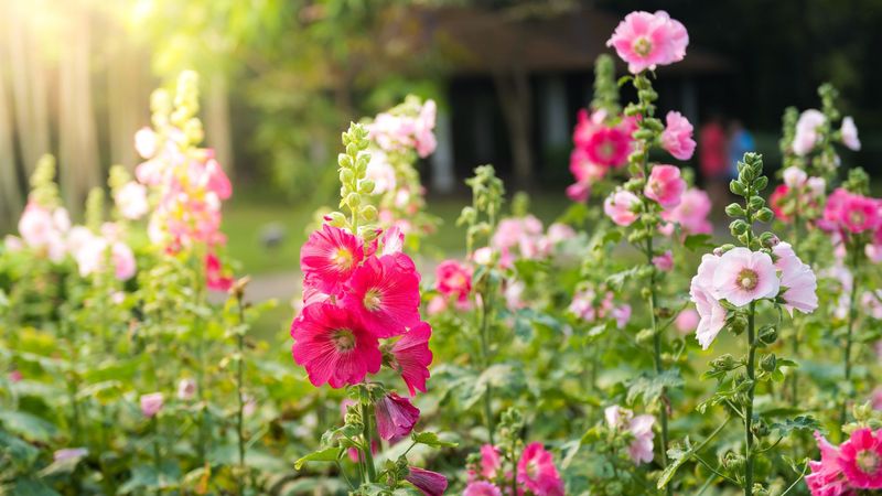 Hollyhocks